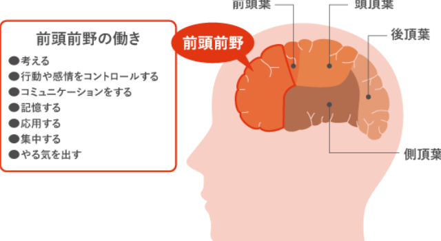 The brain weakens from the prefrontal cortex.